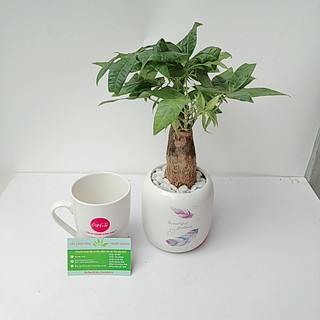 Cây Cảnh Để Bàn - Cây Kim Ngân 1 Thân Để Bàn