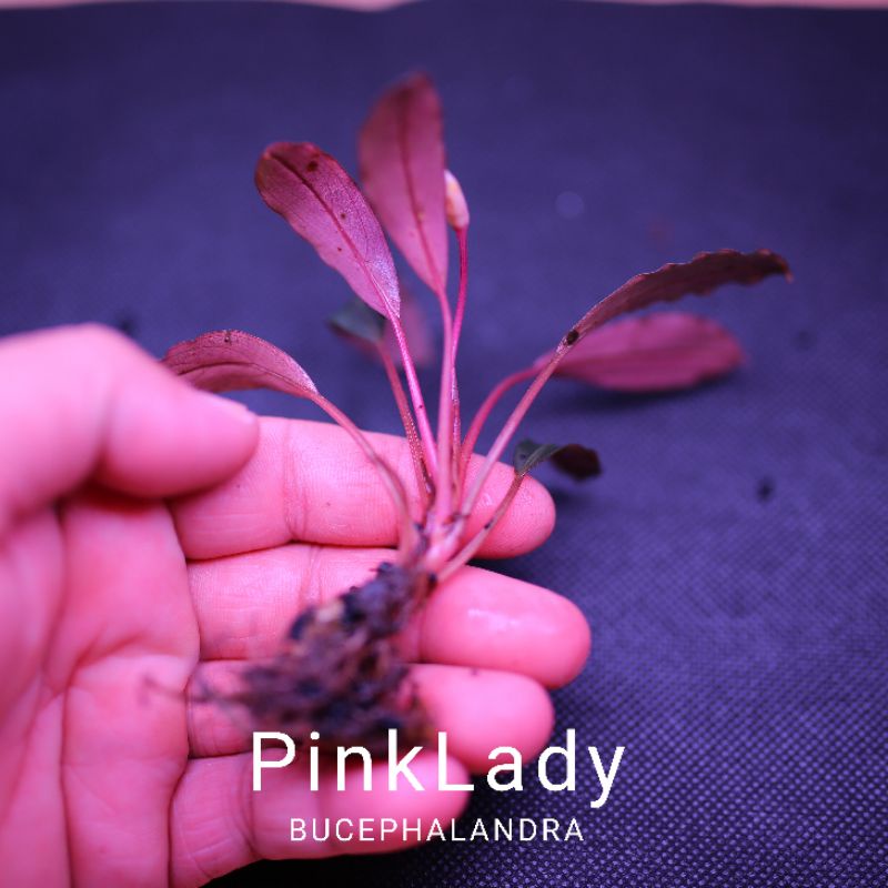Bucep Pink Lady | Cây thủy sinh | Hàng ngọn | lá cạn