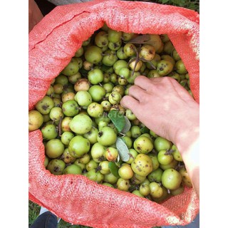5kg Táo Mèo Tươi ( Sơn Tra )