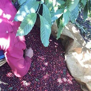 Cà phê Robusta Honey rang mộc nguyên chất