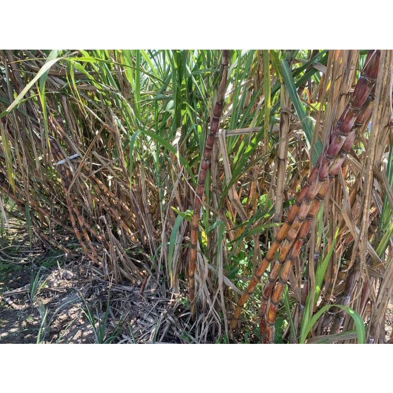 Mía đường 1cay an thai