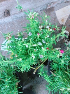 Hoa mười giờ mỹ