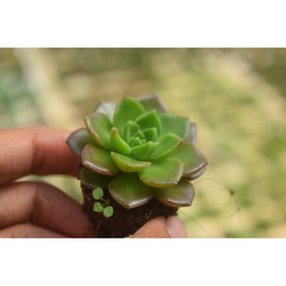 sen đá xanh ngọc mini 2-4cm
