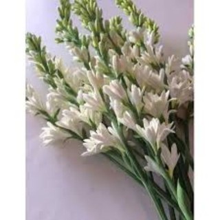củ hoa huệ kép