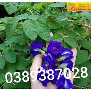 2gr hạt giống đậu biếc