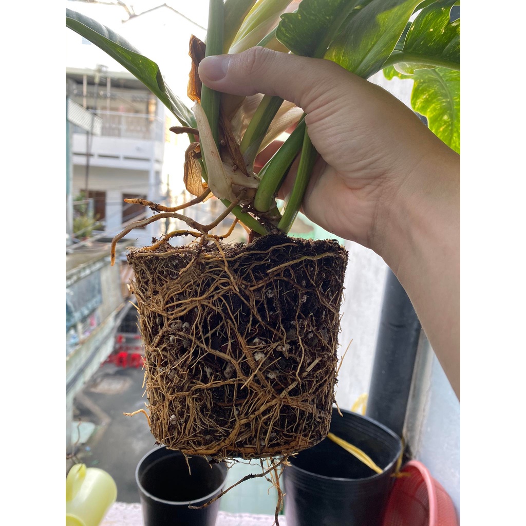Giá Thể Trồng Cây Mô Kiểng Lá - Đất Trồng Cây Trộn Sẵn Cho Dòng Anthurium, Monstera, Philodendron dinh dưỡng và tơi xốp