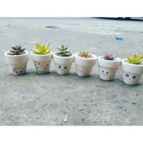 MEOLUOI99- Chậu sen đá mini gốm trắng( cả chậu và cây )