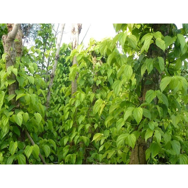 Tinh dầu trầu không nguyên chất