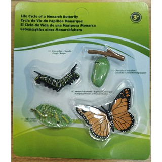 Mô hình vòng đời phát triển sâu bướm - Giáo cụ montessori