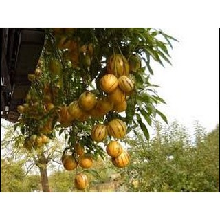 Hạt giống Dưa Pepino vàng