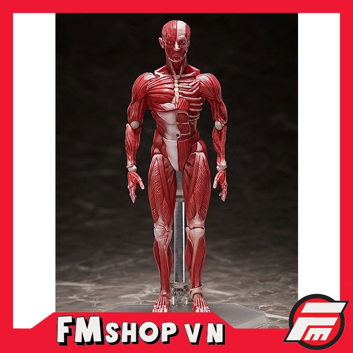 MÔ HÌNH CHÍNH HÃNG  FIGMA SP142 HUMAN ANATOMICAL MODEL