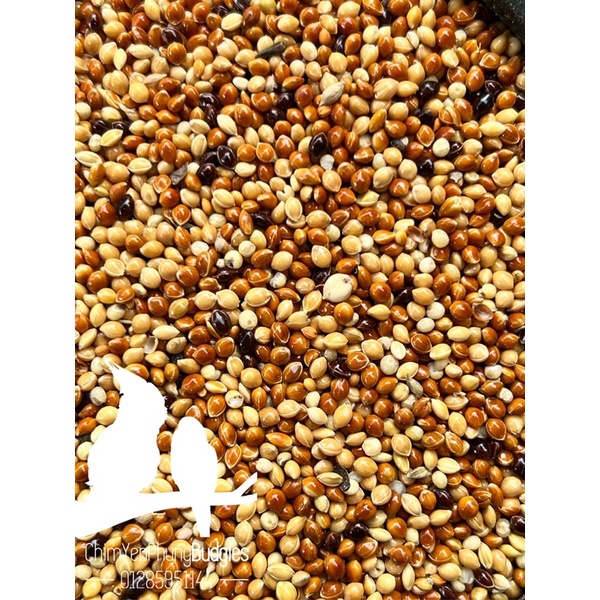 Cỏ thái (kê ba màu) cho Chim Cảnh • Hamster • Sóc.