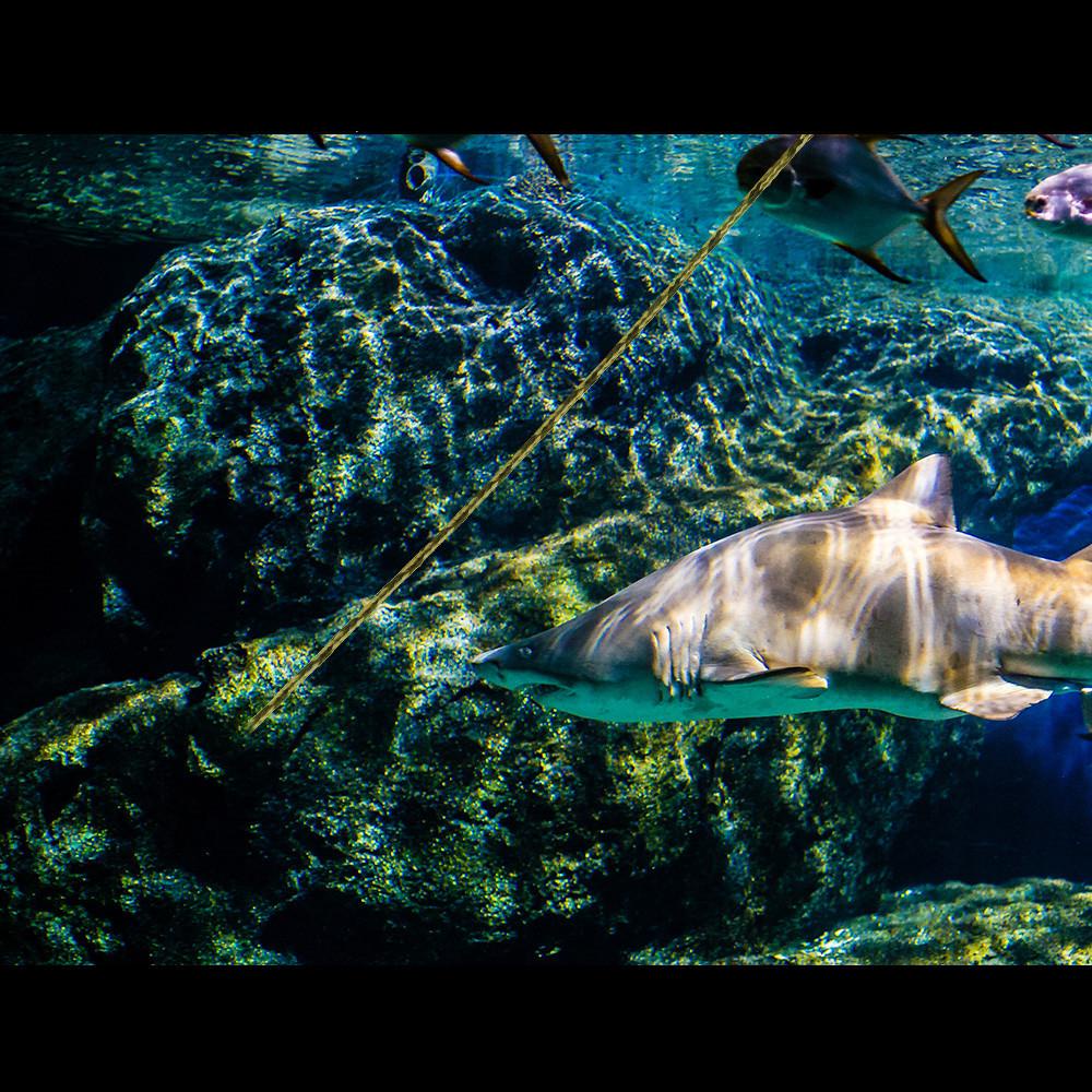 Danilo Cuộn Dây Câu Cá Bện 4 Sợi 100m Chất Lượng Cao