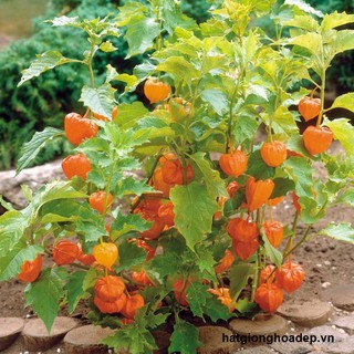 Hạt Giống Cây Thù Lù Nam Mỹ( Cây anh đào đất ) -hg10