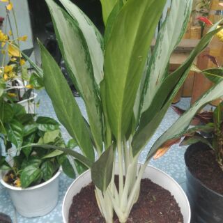 1 Cây Giữ Tiền (hình cuối)