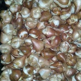 CÂY HOA TUYLIP MIX  10 MÀU