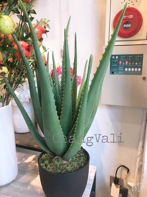 Cây Nha Đam trang trí cao 50cm kèm chậu -cây giả - HN