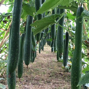 Hạt Giống bí sặt trái dài dễ trồng TOTT's fertilizer