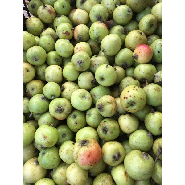 TÁO MÈO BẮC YÊN