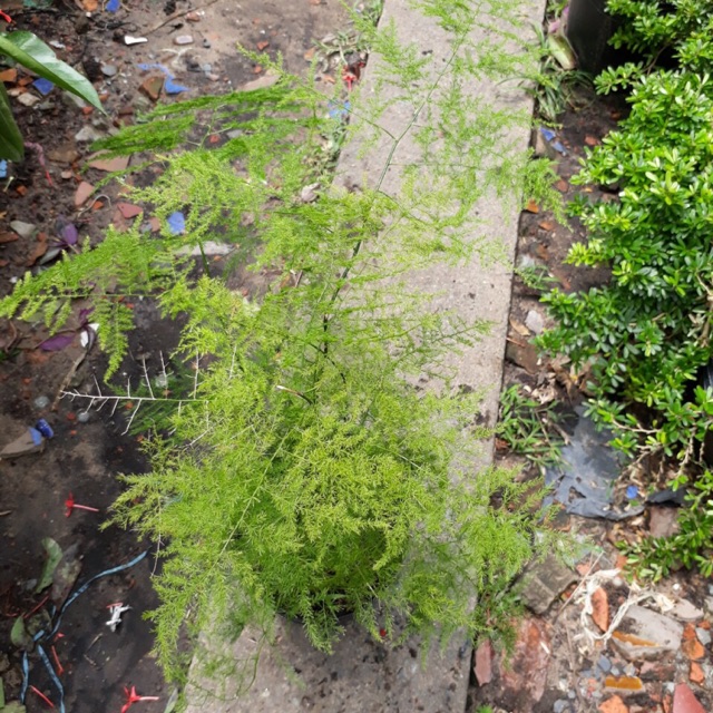 Chậu thuỷ tùng