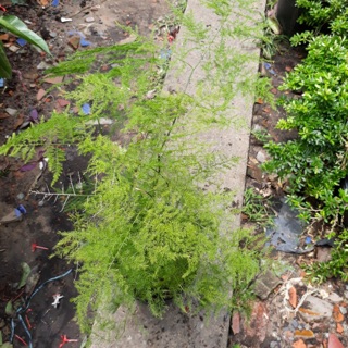Chậu thuỷ tùng