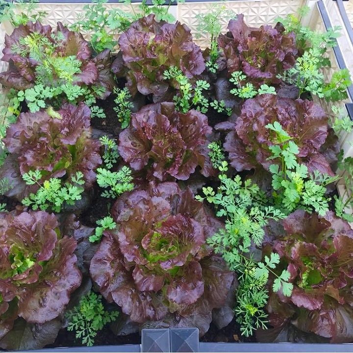 2000 Hạt Giống Xà Lách Nếp Tím Giòn Ngon, Năng Suất