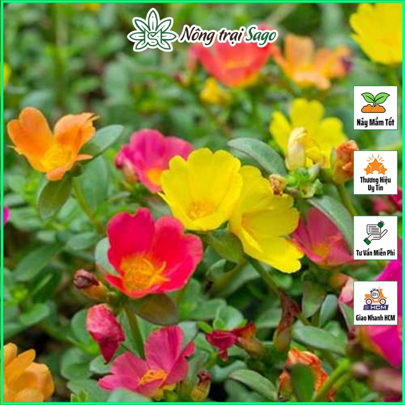 Hạt giống Hoa Mười Giờ Cánh Đơn Nhiều Màu, Dễ Trồng - Nông Trại Sago