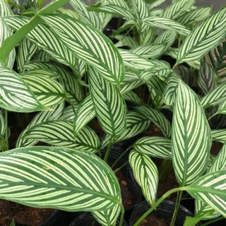 Chậu cứng Đuôi công sọc xanh CALATHEA VITTATA