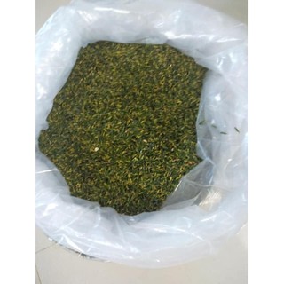 HAT SEN TƯƠI HỘI AN