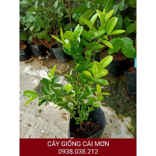 CÂY GIỐNG SIRO