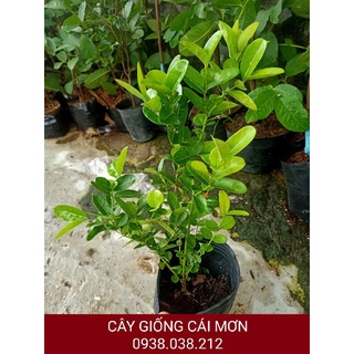 CÂY SIRO LÀM NƯỚC UỐNG