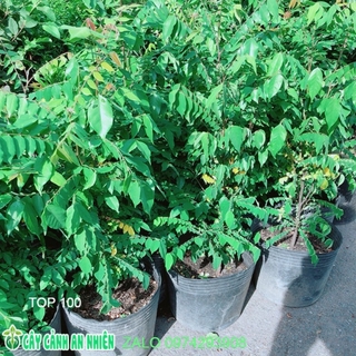 Cây Khế Size Lớn Cho Sai Trái