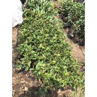 Cây mai con quấn rễ có bầu đất