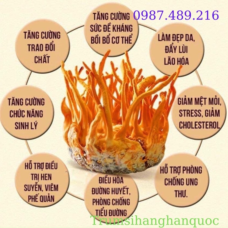 [ HÀNG CHÍNH HÃNG] NƯỚC ĐÔNG TRÙNG HẠ THẢO HỘP GỖ TRẮNG 60 GÓI