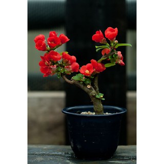 CÂY HOA ĐÀO ĐỎ NHẬT BẢN