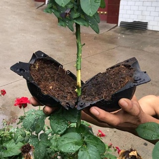Bầu chiết cây - SIZE S (6CM)