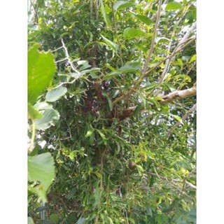 0,5kg 🌿tầm gửi dâu khô sạch