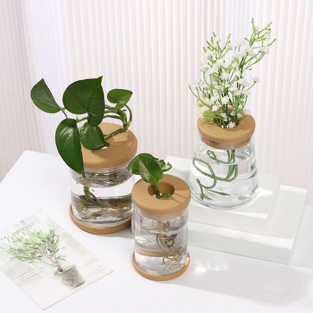 Chậu Trồng Cây Xương Rồng Giải Trí Trong Nhà