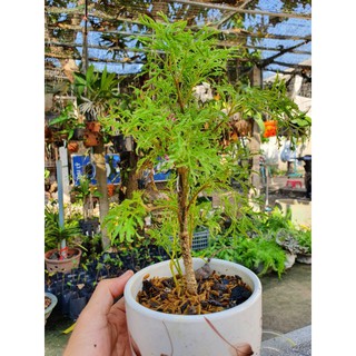 Cây đinh lăng size nhỏ.