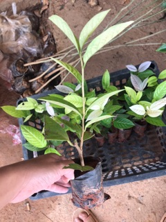 25 cây trà hoa vàng