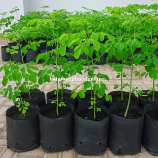 50h - hạt giống rau chùm ngây