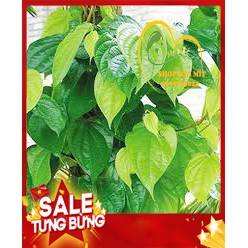 [SIÊU RẺ] Bột lá trầu không khô 100g xông hơ vùng kín sau sinh