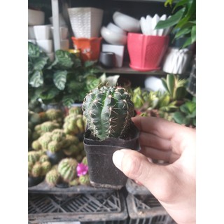 sương rồng mini cực cute tự chọn
