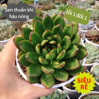Sen đá viền đỏ size trung 10-12cm siêu rẻ đẹp