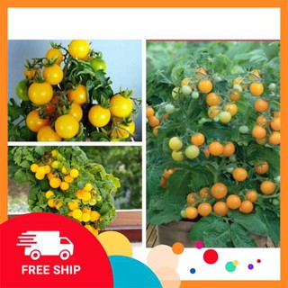 Hạt giống cà chua cherry lùn vàng 30  hạt