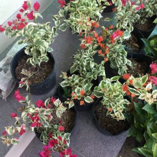 Cây 🌲 Giấy Cẩm Thach ( màu cam)