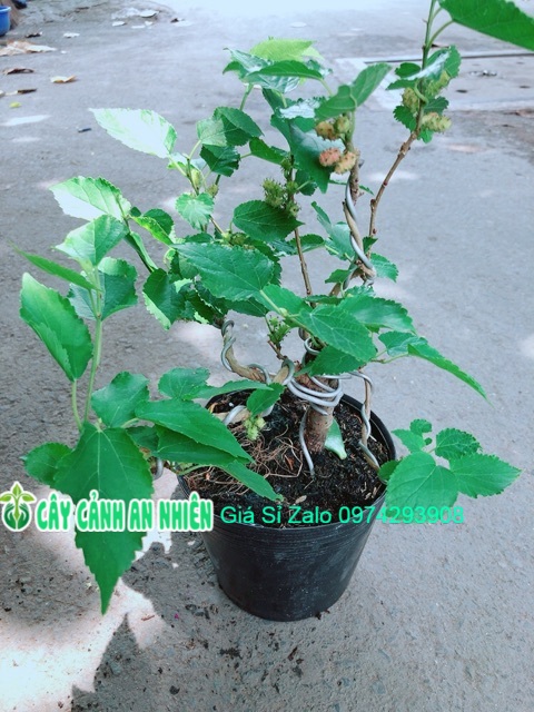 Cây Dâu Bonsai
