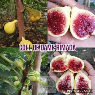 CÂY GIỐNG SUNG MỸ TRÁI VÀNG