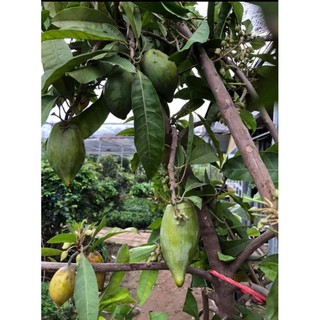 cây giống lê kima