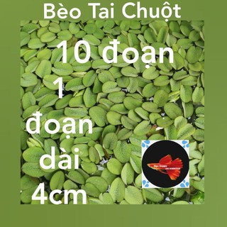 Bèo Tai Chuột 10 đoạn mỗi đoạn dài 4 cm